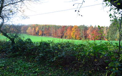 Goldener Herbst rund um den Wiesenhof