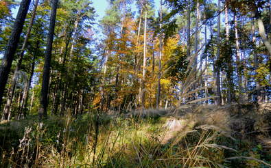 Goldener Herbst, Herbstklopfen im Wohlfühl Hotel Wiesenhof***